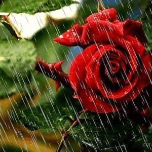 Meet your Posher, Annetta